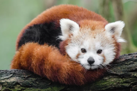 redpanda_CHwkuMaYnH