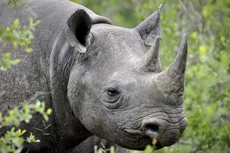 rhino-gaida