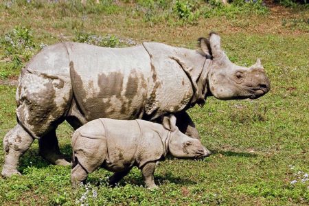 rhino-nepal-2000x1125