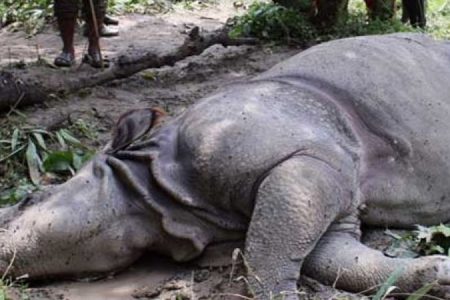 rhino-news-28092076
