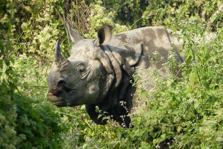 rhino