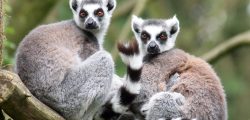 Ring tailed lemur; Shutterstock ID 177900152; title : Kids Website Overhaul; Client: Lisa Jewell