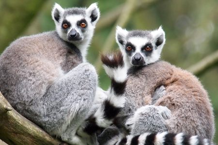 Ring tailed lemur; Shutterstock ID 177900152; title : Kids Website Overhaul; Client: Lisa Jewell