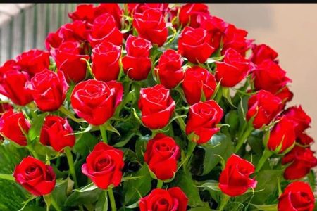 rose