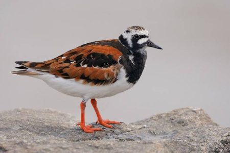 ruddy_turnstone_Z3CvjupJwz
