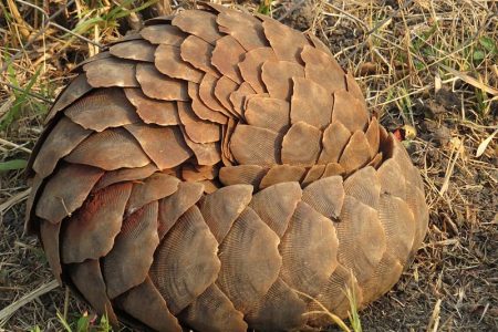 salak-khapeta
