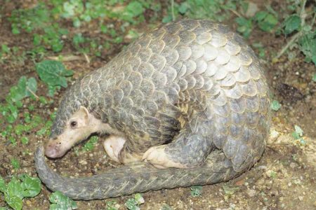salak