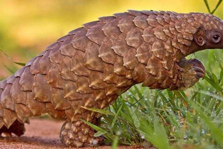 salak