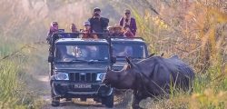 sauraha jeep safari