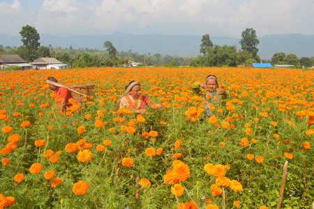 sayapatri-ful-flower