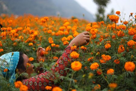 sayapatri_flower_7_UchWzUHbuN