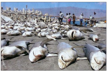 shark