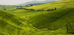 shu-Rwanda-Gisovu-Tea_1075926788-1400x823-1