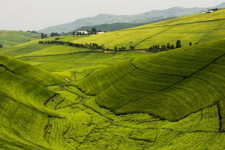 shu-Rwanda-Gisovu-Tea_1075926788-1400x823-1