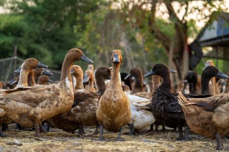 ducks