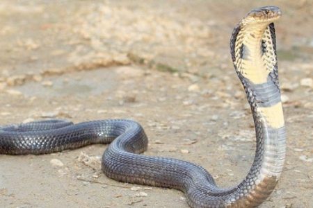 snake-bite