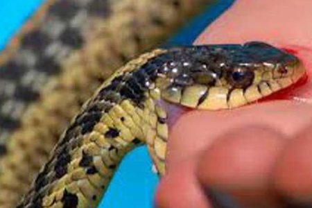 snake