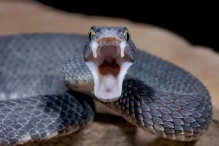 snake