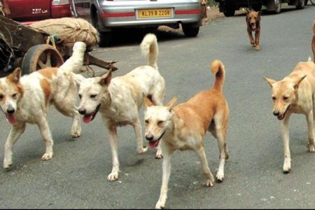stray-dogs