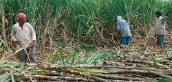 sugarcane-farmers_