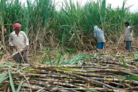 sugarcane-farmers_