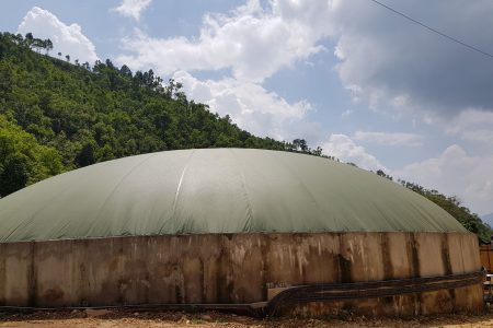 suli plant