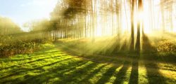 Bright Sunlight Rays Wide Desktop Background