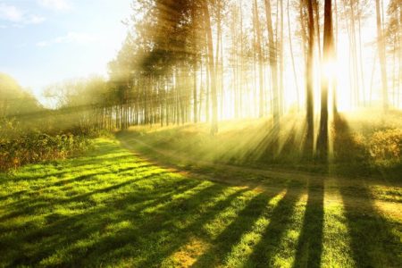 Bright Sunlight Rays Wide Desktop Background