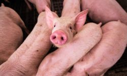 swine flu