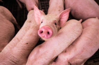 swine flu