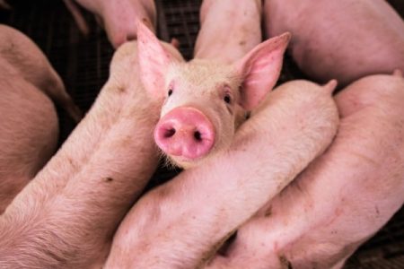 swine flu