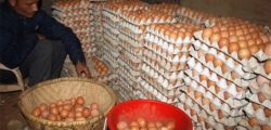 target-to-have-38-crore-egg-production-74965