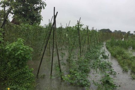 tarkari-farm-vegetable-farm-4