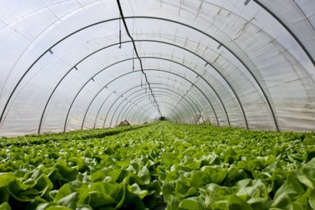 Greenhouse