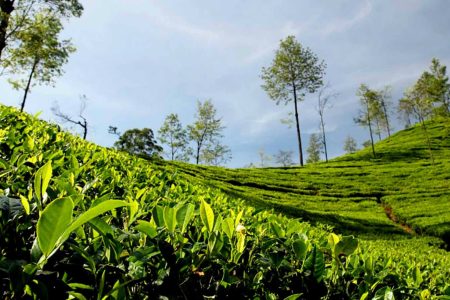tea-garden-ph.