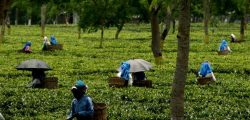 tea-workers-assam