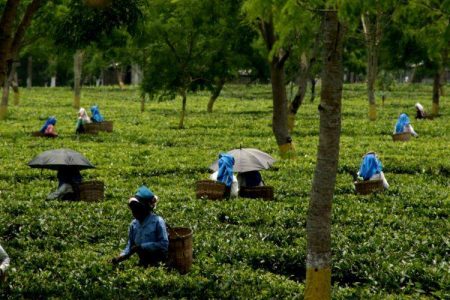 tea-workers-assam