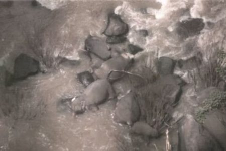 thailand_elephant_1_XuTQrxniw7