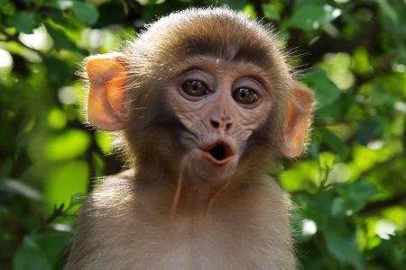 there-is-a-monkey-temple-in-nepal-and-you-will-wa-2-14081-1418344420-8_dblbig