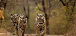 three-tigers-aditya-singh