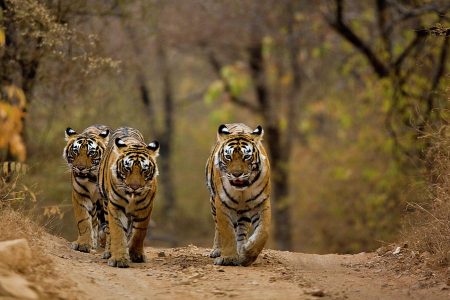 three-tigers-aditya-singh