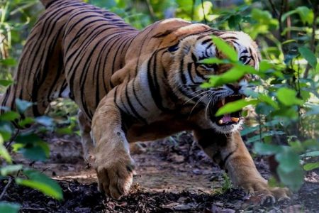 tiger-1