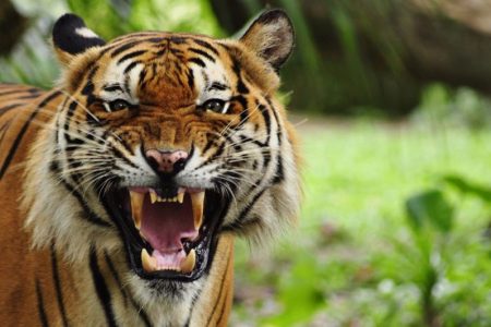 tiger