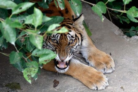 tiger