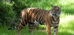 Sumatran Tiger