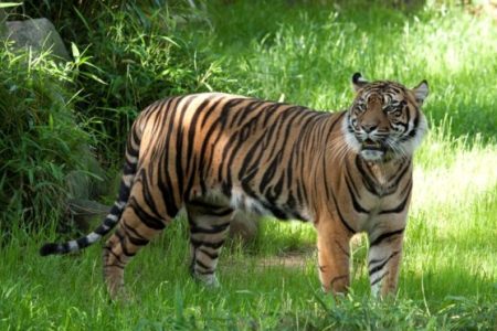 Sumatran Tiger