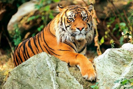 tigers_0