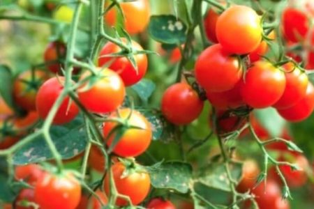 tomato-768x456