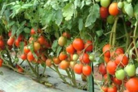 tomato