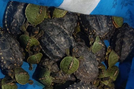 turtle_oSX2jyW3oG